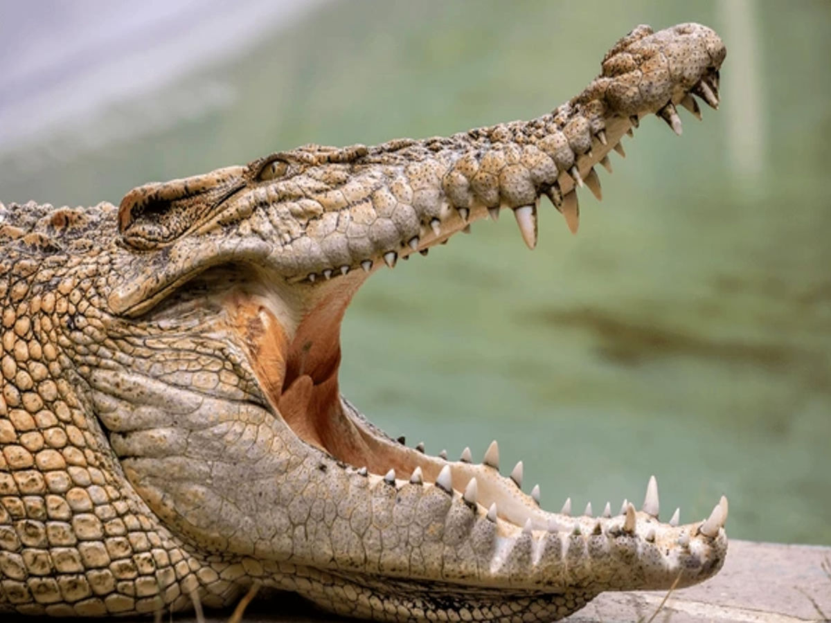 Mangingisda sa Palawan, patay matapos sakmalin sa ulo ng buwayan habang nangunguha ng balatan